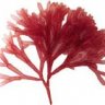 Redbrownalgae